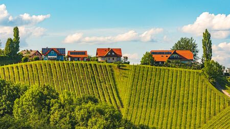 Beautiful green rows of grape plants in summer in Austria. South styria grape plantations on vineyards.の写真素材
