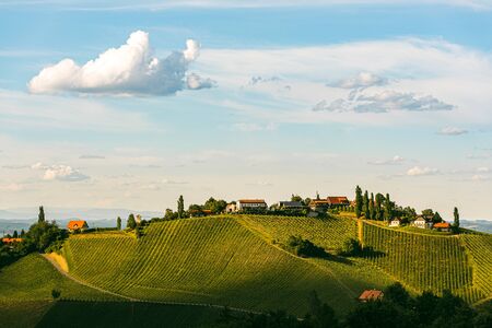 Beautiful landscape of Austrian vineyards in south Styria. Famous Tuscany like place to visit. Scenic view of idyllic Travel destination.の写真素材