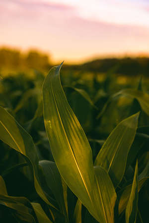Corn field in sunset. Maize closeup, agriculture theme.の写真素材
