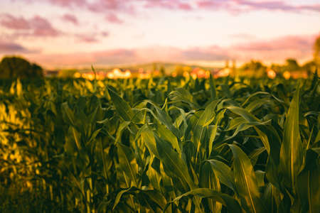 Corn field in sunset. Maize agriculture theme.の写真素材