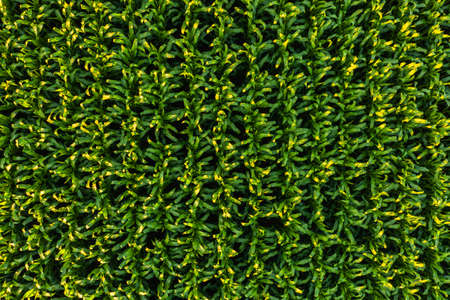 Low altitude aerial photo of rows of maize plant. Agriculture background