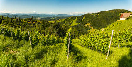 Vineyard on Austrian countryside. Landscape of styrian nature .. Kitzeck im Sausal