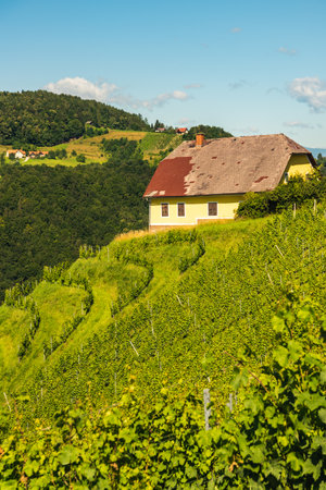 Vineyard on Austrian countryside. Landscape of styrian nature. Kitzeck im Sausalのeditorial素材
