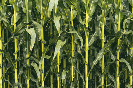 Corn field in sunset. Maize closeup, agriculture theme. Selective focus shoot