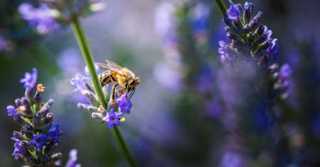 Close-up photo of a Honey Bee gathering nectar and spreading pollen on violet flovers of lavender. Environment ecology sustainability. Copy space, selective focus.の写真素材