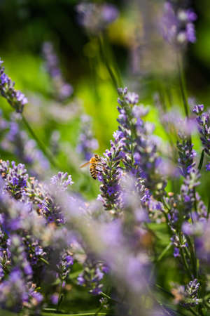 Close-up photo of a Honey Bee gathering nectar and spreading pollen on violet flovers of lavender. Environment ecology sustainability. Copy space, selective focus.の写真素材