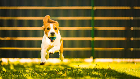 Cute Beagle dog running happy over the yard with a blue ball towards camera. Dog fetching toy.の写真素材