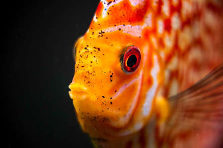 Red, Orange Discus fish detailed close up in the aquarium. Fishkeeping theme.の写真素材