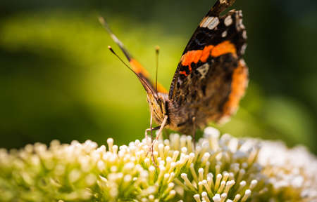 Closeup of Vanessa atalanta, the red admiral or, the red admirable butterfly on flower. Pollinating insects theme, selective focusの写真素材