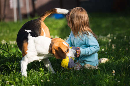 Young 2-3 years old caucasian baby girl playing with beagle dog in garden. Dog chasing a girl with a toy on grass in summer dayの写真素材