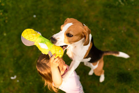 Young 2-3 years old caucasian baby girl playing with beagle dog in garden. Dog chasing a girl with a toy on grass in summer dayの写真素材