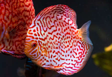 Closeup of a checkerboard red tropical Symphysodon discus fish in fishtank
