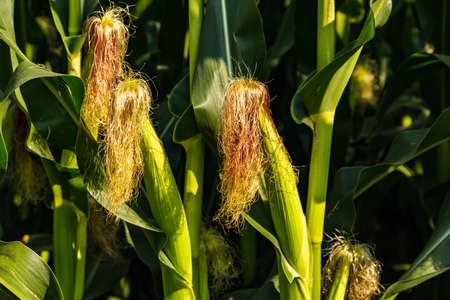 Young cob corn on the stalk. Maize field background. Agriculture conceptの写真素材