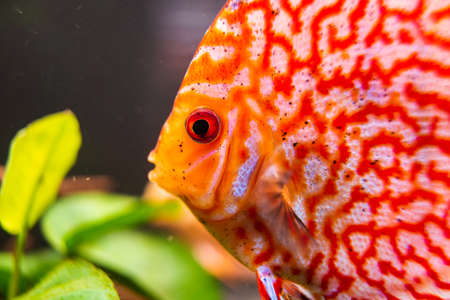 Red, Orange Discus fish detailed close up in the aquarium. Fishkeeping theme.の写真素材