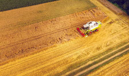 A modern combine harvester working on wheat field, aerial view. Countryside landscape