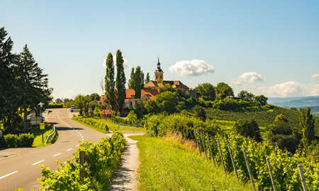 Vineyard on Austrian countryside with a church in the background. Kitzeck im Sausal