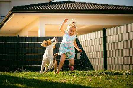 Baby girl running with beagle dog in backyard in summer day. Domestic animal with children concept. Dog chasing 2-3 year old, runs after treat.の写真素材
