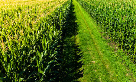 Low altitude aerial photo of rows of maize plant in Austria. Path between corn fieldsの写真素材