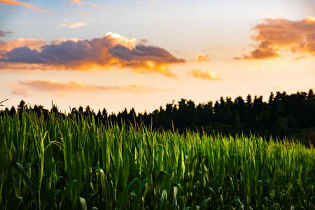 Closeup of a young maize plant in summer. Corn field background