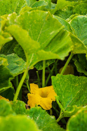 Pumpkin flower in the field between leaves. Agriculture theme