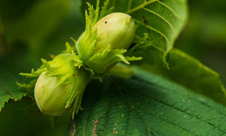 Green Hazelnut growing on a tree in summer.