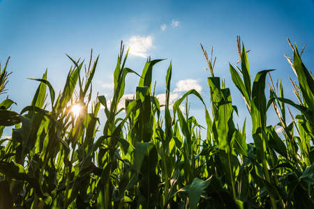 Rows of maize in rural area against blue sky in summer. Agriculture background