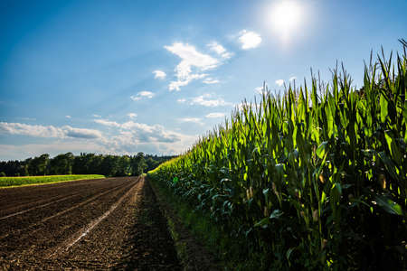 Rows of maize in rural area against blue sky in summer. Agriculture background