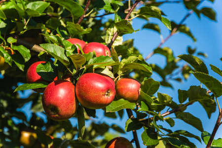 Red ripe apples on apple tree branch, blue sky background