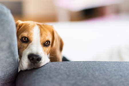 Depressed dog lying on couch, waiting for owner to come back home.の写真素材