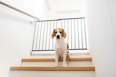 Sad beagle dog sitting on stairs, Way to bedroom blocked with barrier. Restricting house rooms from dog conceptの写真素材