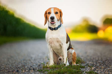 Portrait of a tricolor beagle dog in nature sitting on rural road, looking at camera. Dog backgroundの写真素材