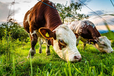 Cows grazing on a lovely green pasture at vinneyards in Styria, Austriaの写真素材