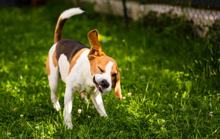 Beagle dog shaking grass off on green meadow. Dog themeの写真素材