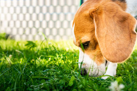 Tricolor beagle dog eats grass, sunny summer day. Dogs health conceptの写真素材