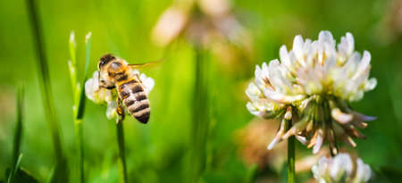 Close up of honey bee on the clover flower in the green field. Good for banner. Green background.の写真素材