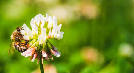 Close up of honey bee on the clover flower in the green field. Good for banner. Green background.の写真素材