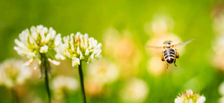 Close up of honey bee flying on the clover flower in the green field. Good for banner. Green background.の写真素材