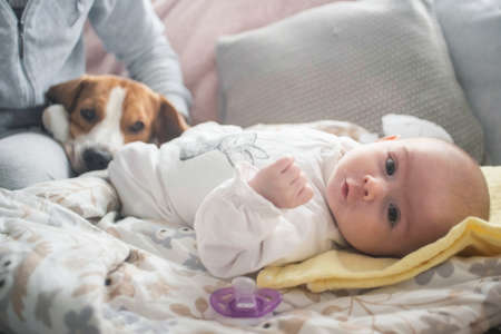 Newborn baby lying on blanket, Beagle dog in foreground on sofaの写真素材