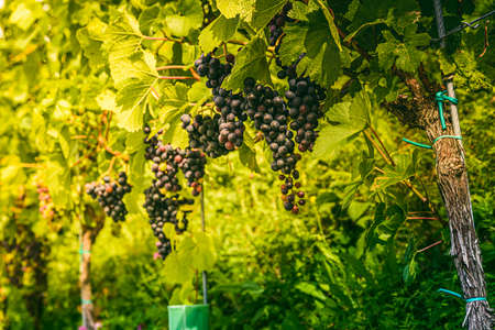 Vineyards at late summer. Ripe red grapes in Austria. Famous wine road in south Styria
