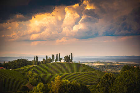 Vineyard on an Austrian countryside, Styrian Tuscany