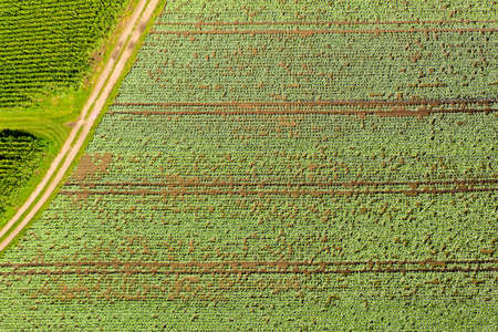 Cabage crops in rows on the field on summer day. Aerial agriculture background