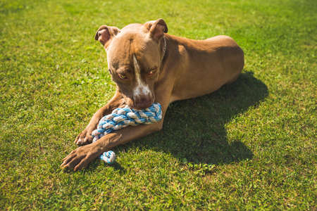 themeDog American staffordshire terrier, amstaff. Bites rope toy on green grass. Dog backgroundの写真素材