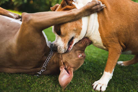 Two dogs amstaff terriers playing on grass outside. Young and old dog fun in backyard. Canine theme