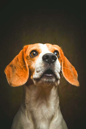 Tricolor Beagle dog waiting and catching a treat in studio, against dark background. Canine themeの写真素材