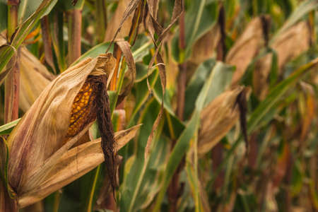 Corn in cob in field. Brown and green leaves, Autumn time. Agriculture concept.の写真素材