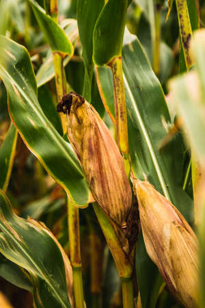 Corn in cob in field. Brown and green leaves, Autumn time. Agriculture concept.の写真素材