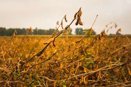 Dry Soy beans in the field ready to harvest. Agriculture backgroun