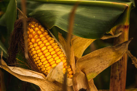 Corn in cob in field. Brown and green leaves, Autumn time. Agriculture concept.