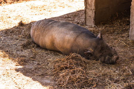 A Vietnamese pot bellied pig lying on muddy ground. Farm animal theme