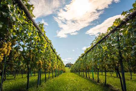 White grapes with green leaves on the vine. fresh fruits. Harvest time early Autumn. Vineyard concept.の写真素材